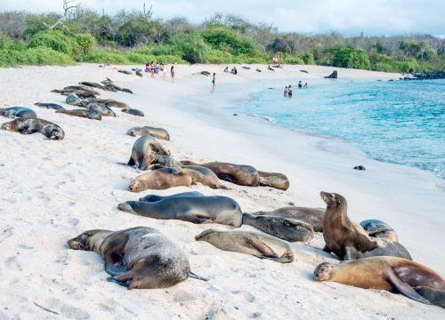 ECUADOR BASICO GALAPAGOS-QUITO OPC 3