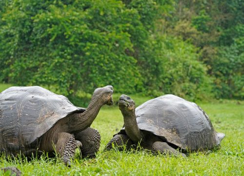 GALAPAGOS-QUITO OPC 2